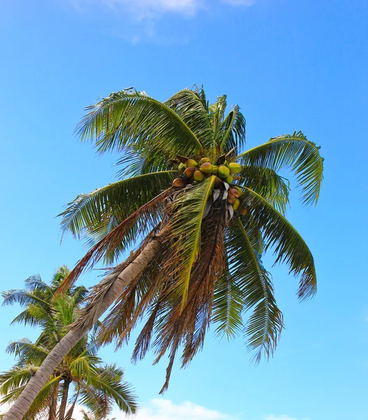 Mar Costa de Coco — Foto de Stock