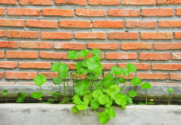 Plants with brick — Stock Photo, Image