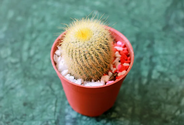 Small cactus — Stock Photo, Image