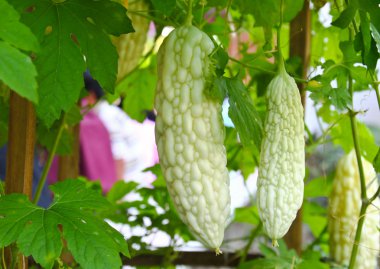 acı kavun