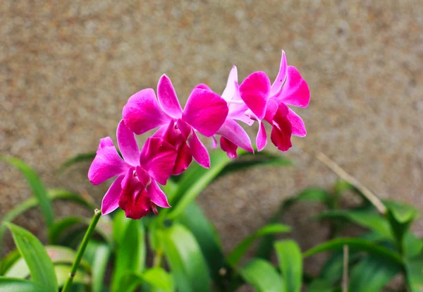 Flor de orquídea — Foto de Stock