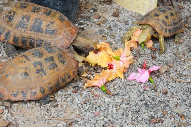 Turtles and flower clipart