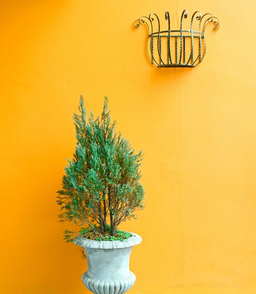 Plantas en jarrón — Foto de Stock