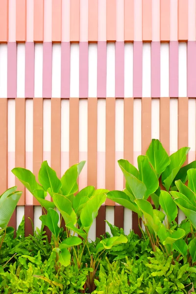 Duvar ile bitki — Stok fotoğraf