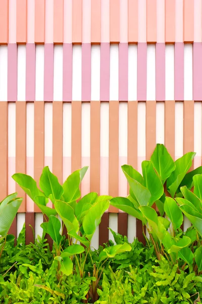 Plant with wall — Stock Photo, Image