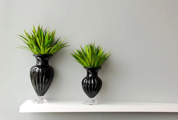 Plant voor decoratie — Stockfoto