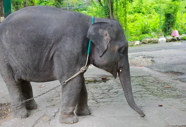 Baby elephant — Stock Photo, Image