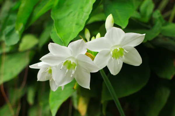 Flores blancas —  Fotos de Stock