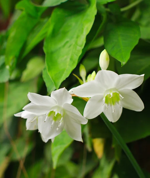 White flowers — Stock Photo, Image