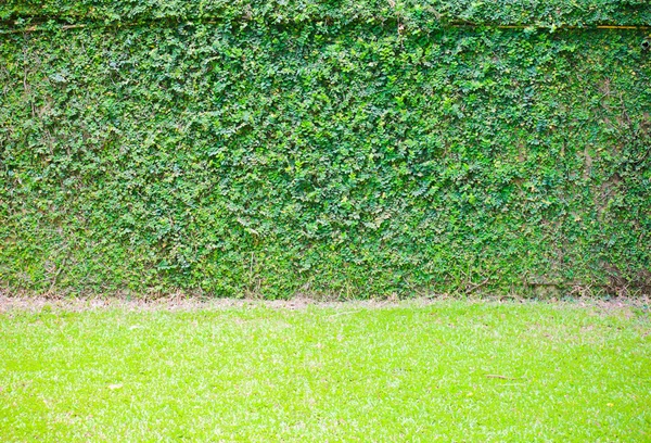 Ivy on wall — Stock Photo, Image