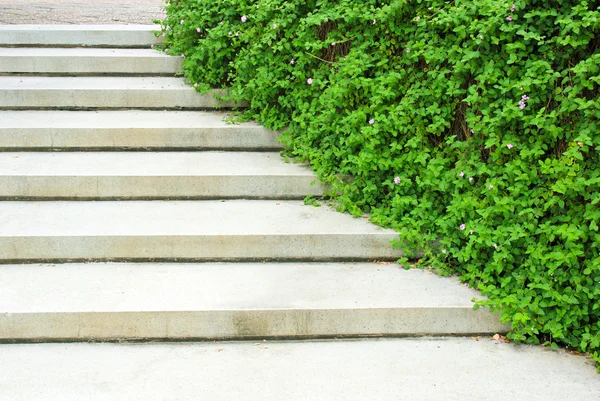 Stairway with plant — Stock Photo, Image