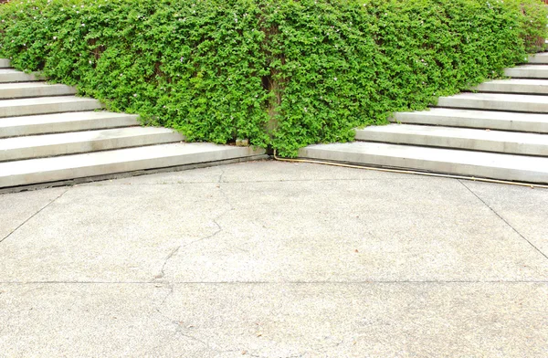 Лестница с растением — стоковое фото