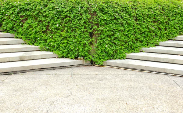 Escadaria com planta — Fotografia de Stock