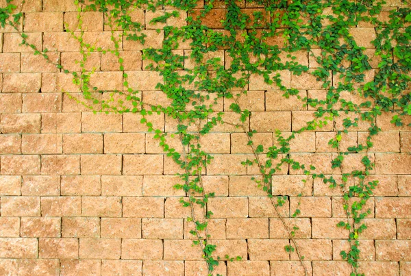 Ivy on wall — Stock Photo, Image