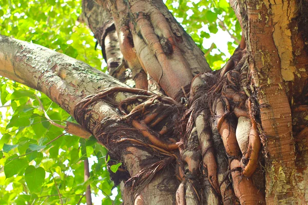 Tekstur batang pohon — Stok Foto
