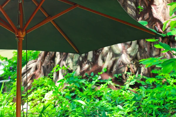 Regenschirm mit Baum — Stockfoto