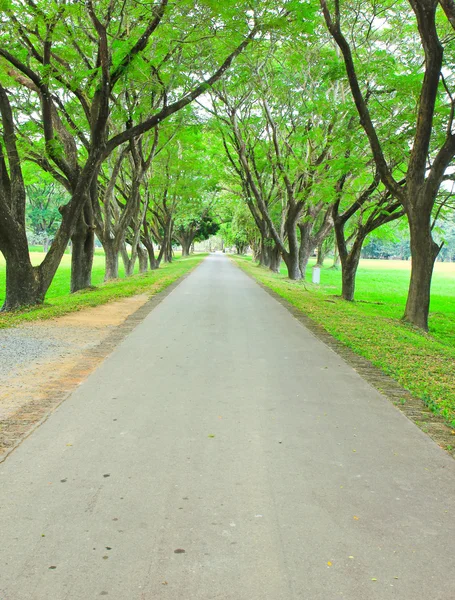 Straße und Baum — Stockfoto