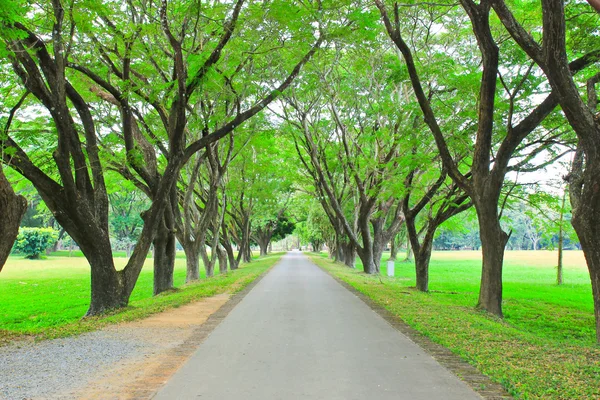 Road and tree — Stock Photo, Image