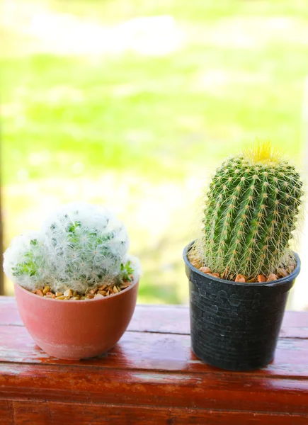 Kaktusz, kert — Stock Fotó