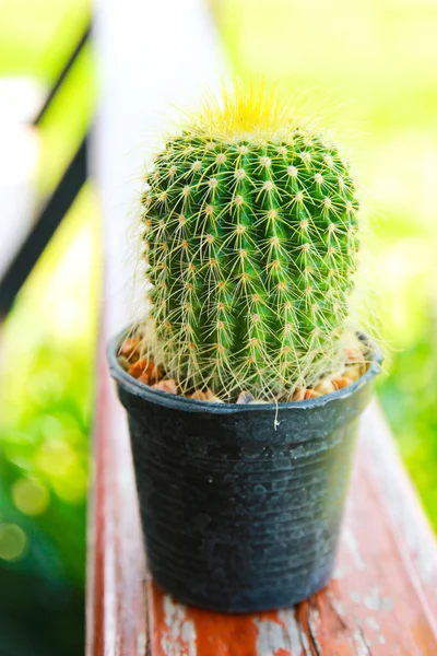 Cactus in garden — Stock Photo, Image