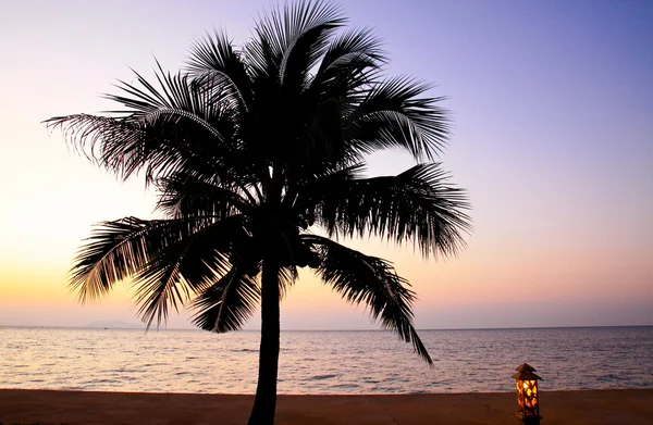 Coconut palm tree — Stock Photo, Image