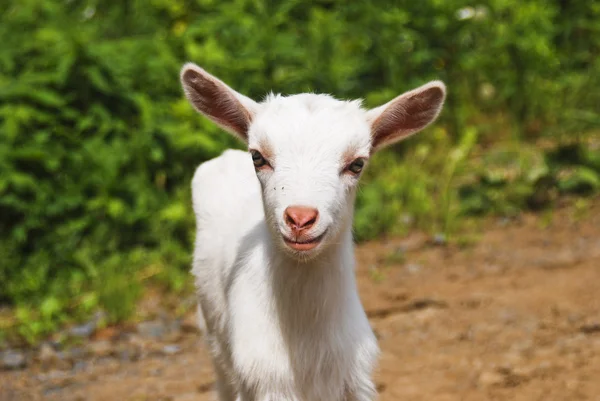 Little goat — Stock Photo, Image