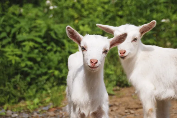 Little goats — Stock Photo, Image