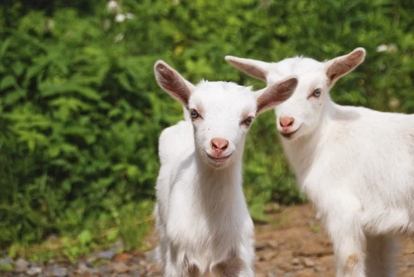 Little goats Royalty Free Stock Images