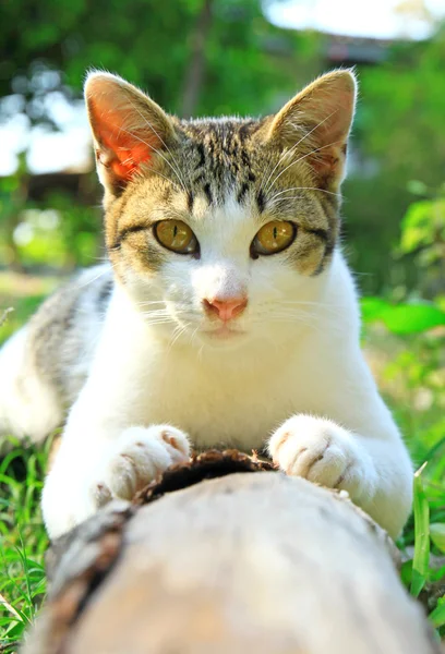 Liegende Katze — Stockfoto