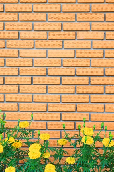 Væg med blomst - Stock-foto