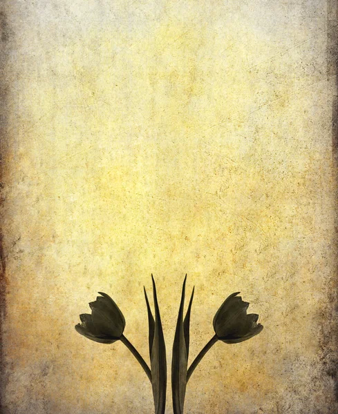 Stary papier tulipan — Zdjęcie stockowe