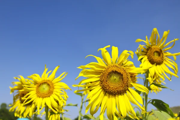 Zonnebloemen en blauwe lucht — Stockfoto