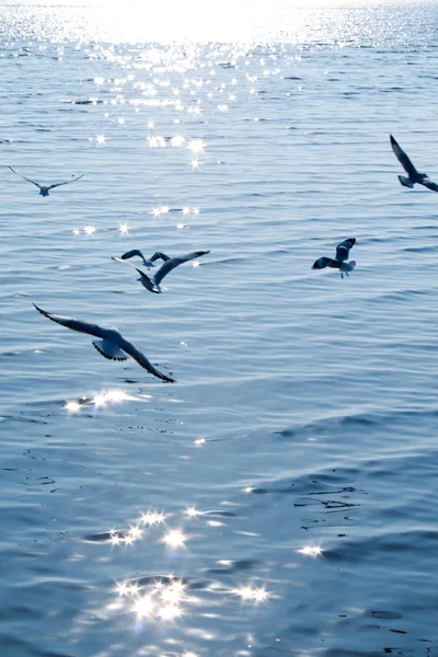 Seagulls over sea — Stock Photo, Image