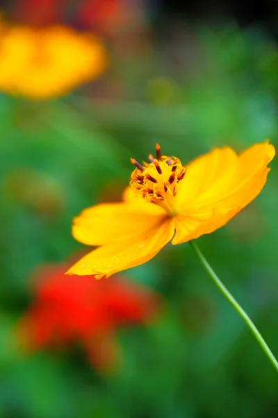 Bloem in tuin — Stockfoto