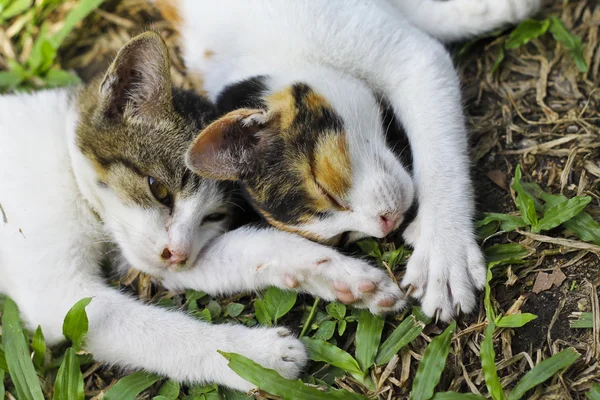Kätzchen legen sich hin — Stockfoto