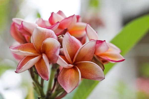 Pink frangipani — Stock Photo, Image