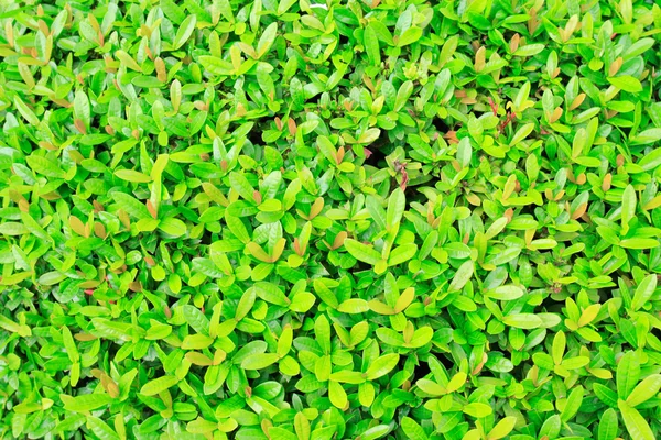 Zielony krzew — Zdjęcie stockowe