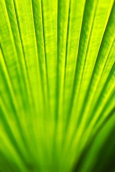 Green leaf — Stock Photo, Image