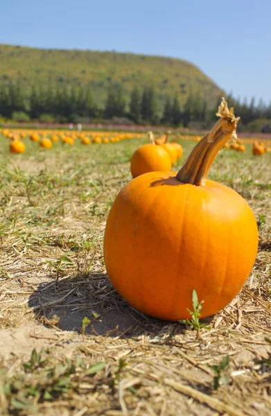 Pumpkin in garden — Stock Photo, Image