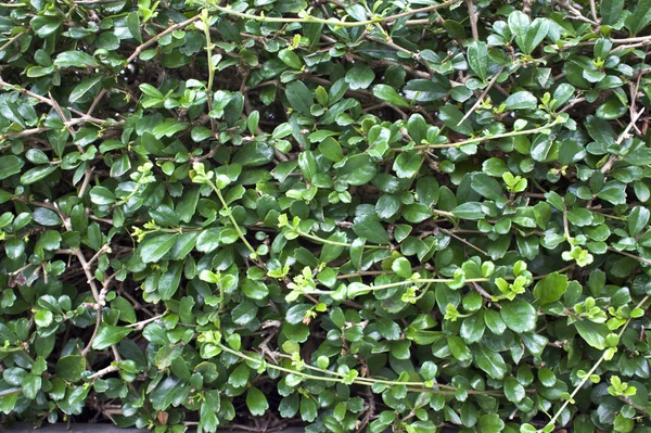 Bushes background — Stock Photo, Image