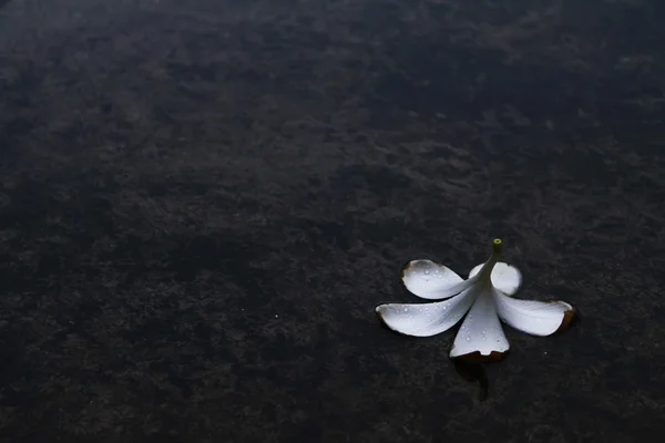 在下雨天的鸡蛋花 — 图库照片