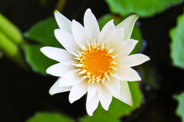 Beyaz lotus