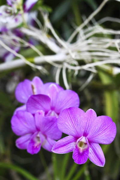 Pink orchid — Stockfoto