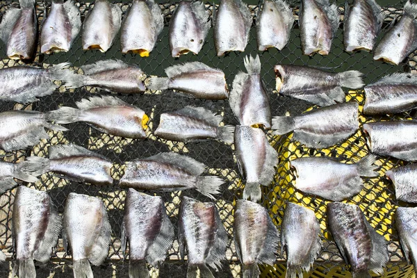 Sušení ryb — Stock fotografie