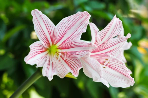 Pink lily — Stock Photo, Image