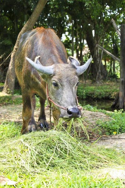 Thai buffalos — Stock Photo, Image