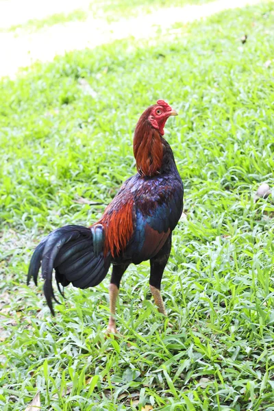 Pertarungan ayam Thailand — Stok Foto