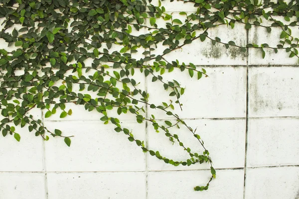 Duvarda bitki — Stok fotoğraf