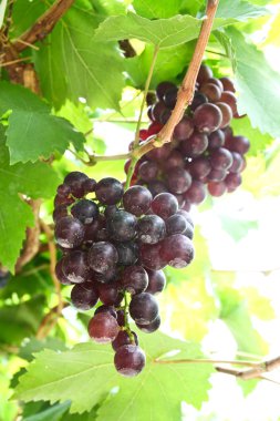Üzüm Asması