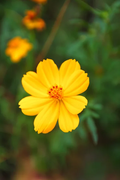 Gul blomma — Stockfoto